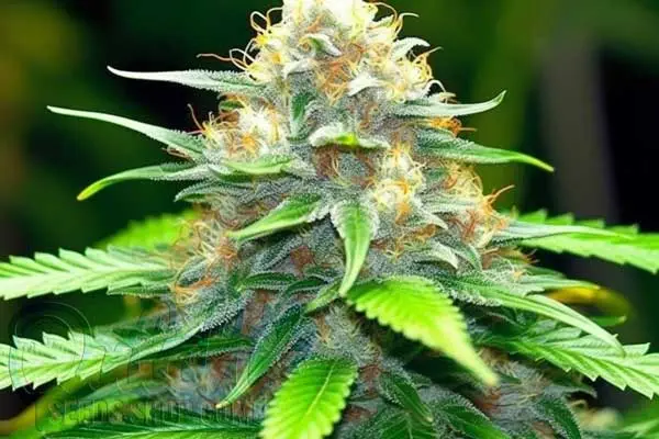 Flowering Time