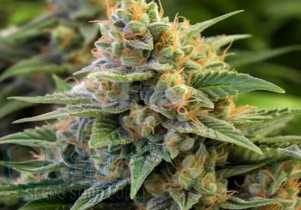 Flowering Time