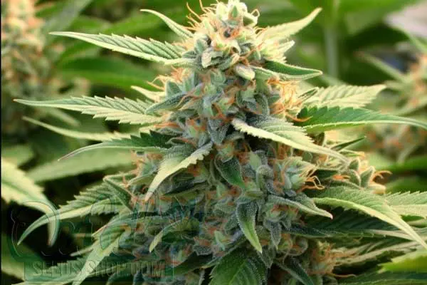 Flowering Time