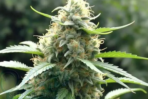 Flowering Time