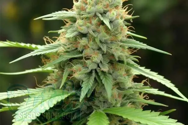Flowering Time