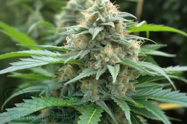 Flowering Time