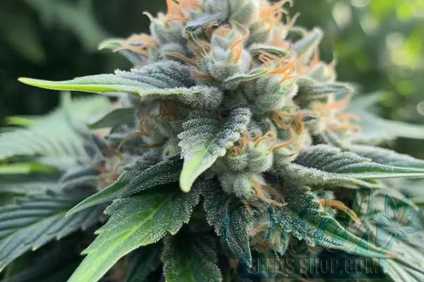 Flowering Time