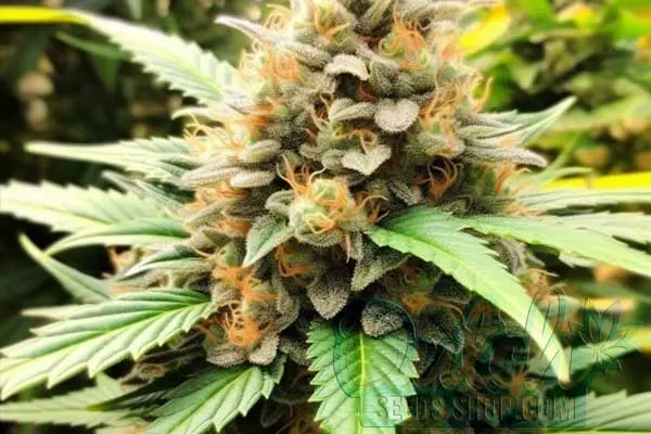 Flowering Time