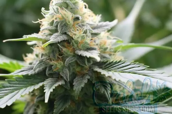 Flowering Time