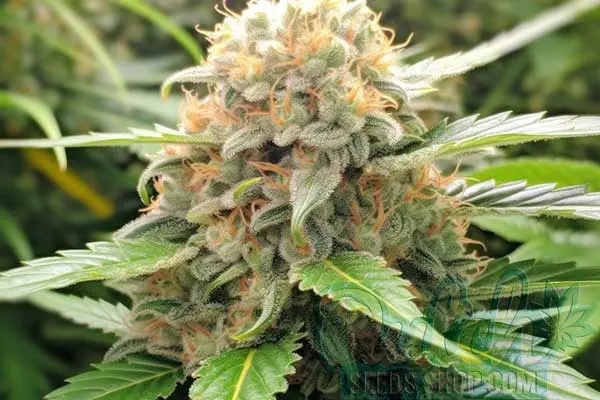 Flowering Time