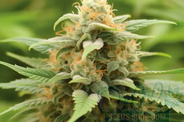 Flowering Time
