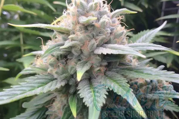 Flowering Time