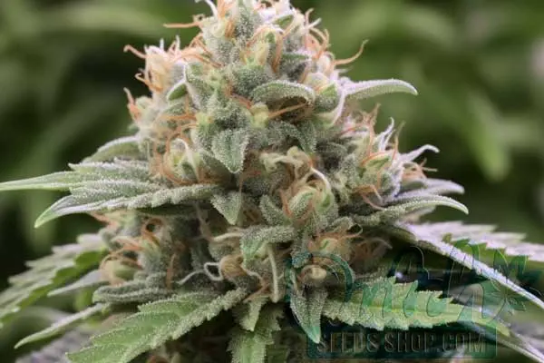 Flowering Time