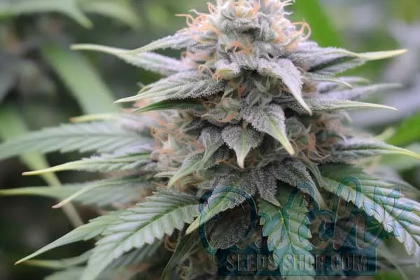 Flowering Time