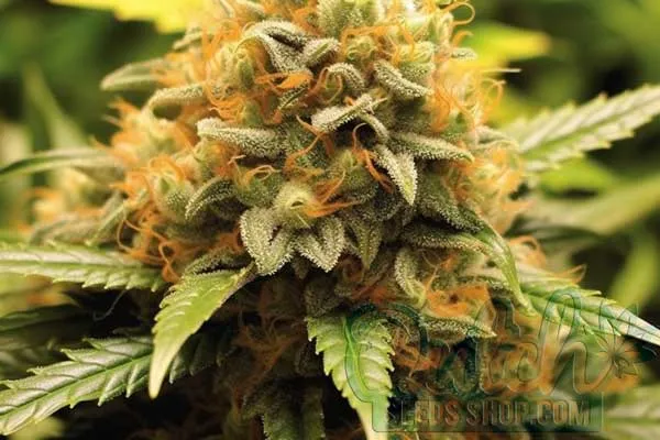 Flowering Time