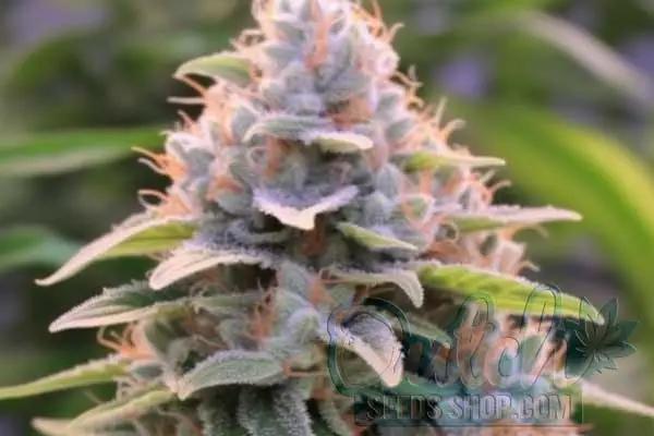 Flowering Time