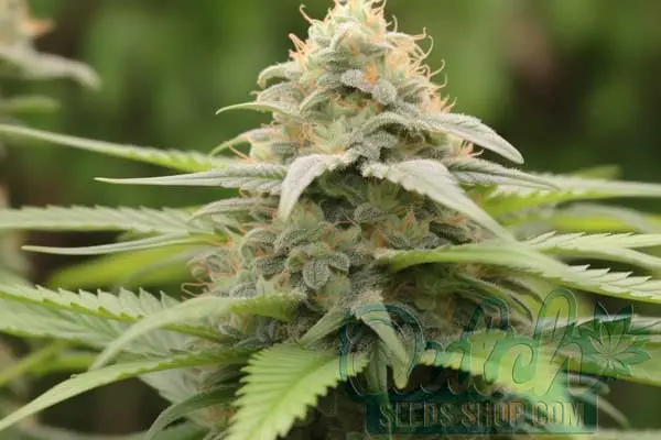 Flowering Time