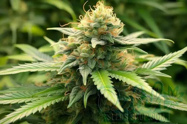 Flowering Time
