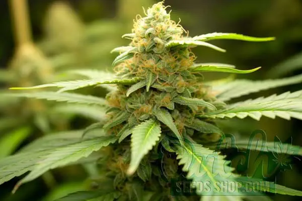 Flowering Time