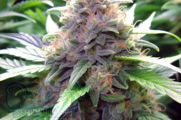Flowering Time