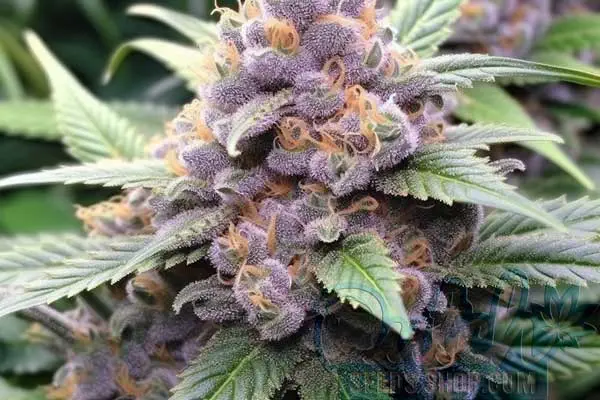 Flowering Time