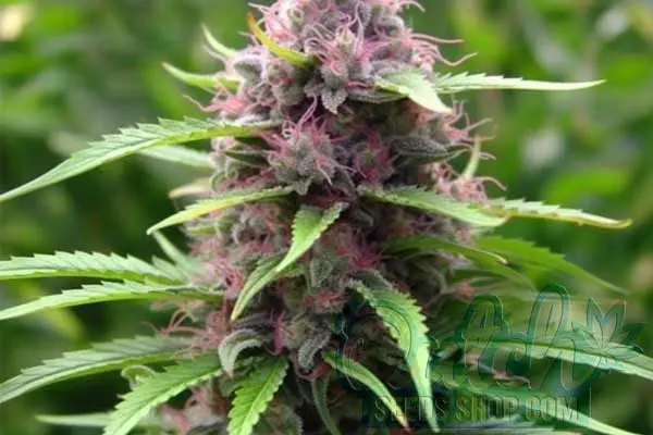 Flowering Time