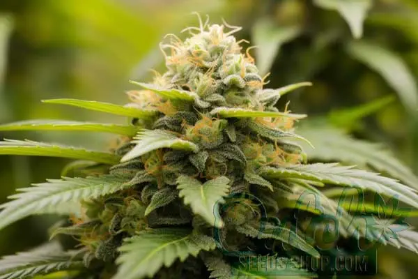 Flowering Time