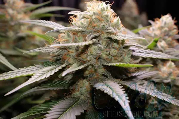 Flowering Time