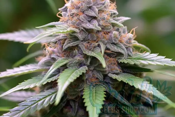 Flowering Time