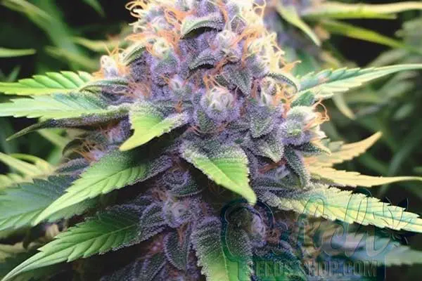 Flowering Time
