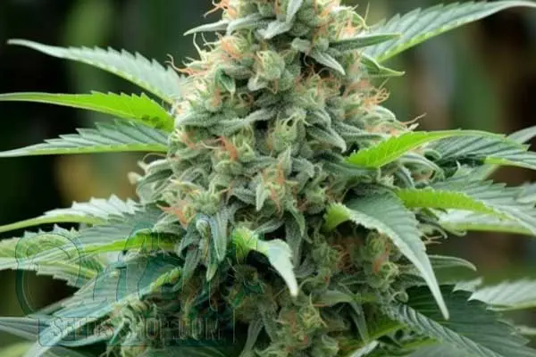 Flowering Time