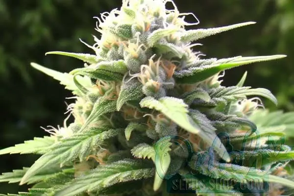 Flowering Time
