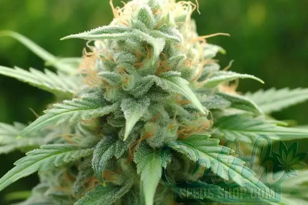 Flowering Time