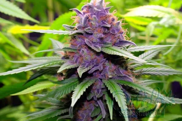 Flowering Time