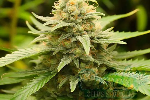 Flowering Time