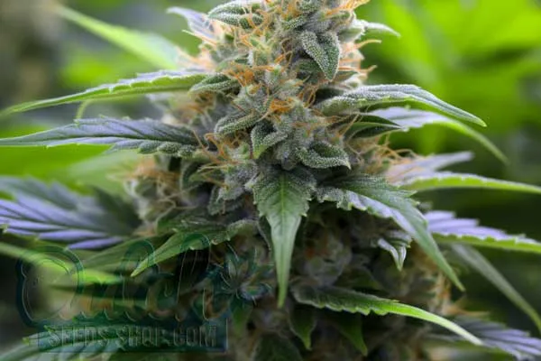 Flowering Time