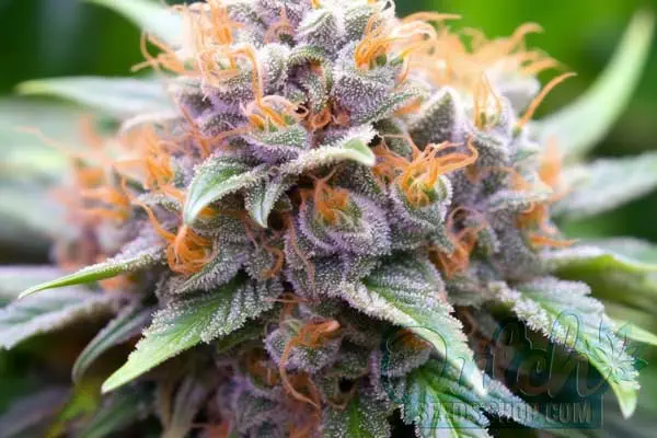 Flowering Time