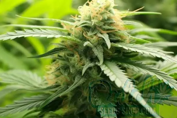 Flowering Time