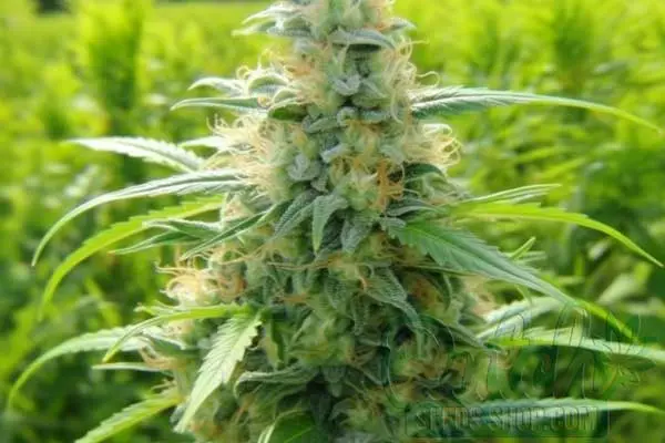 Flowering Time