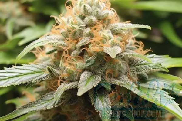 Flowering Time