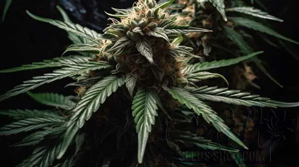 Flowering Time and Yield 