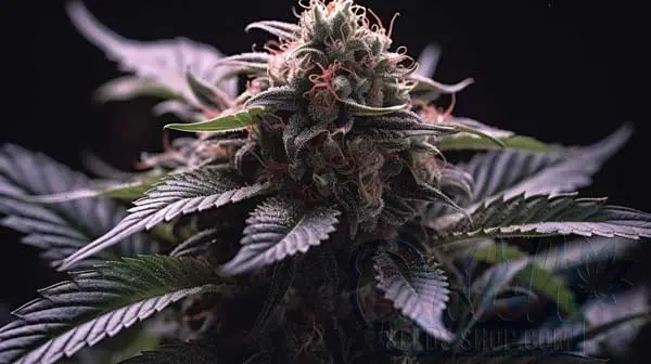 Flowering Time and Yield