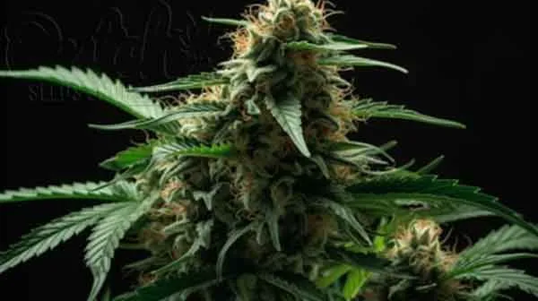 Flowering Time and Yield