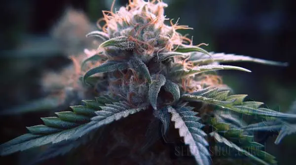 Flowering Time and Yield