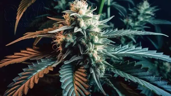 Flowering Time and Yield