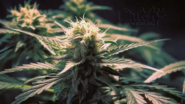 Flowering Time and Yield
