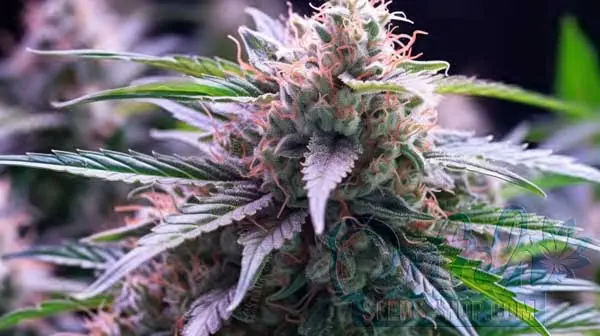 Flowering Time and Yield