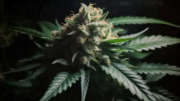 Flowering Time and Yield