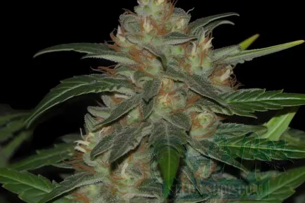 Flowering Time and Yield