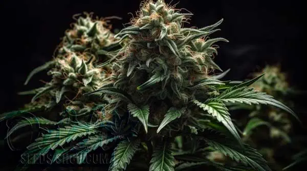 Flowering Time and Yield