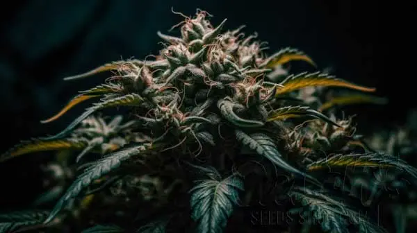 Flowering Time and Yield