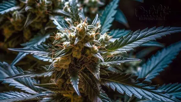 Flowering Time and Yield