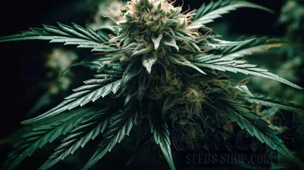 Flowering Time and Yield