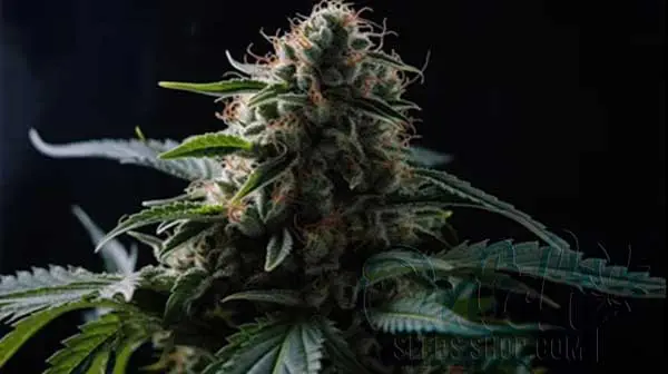 Flowering Time and Yield